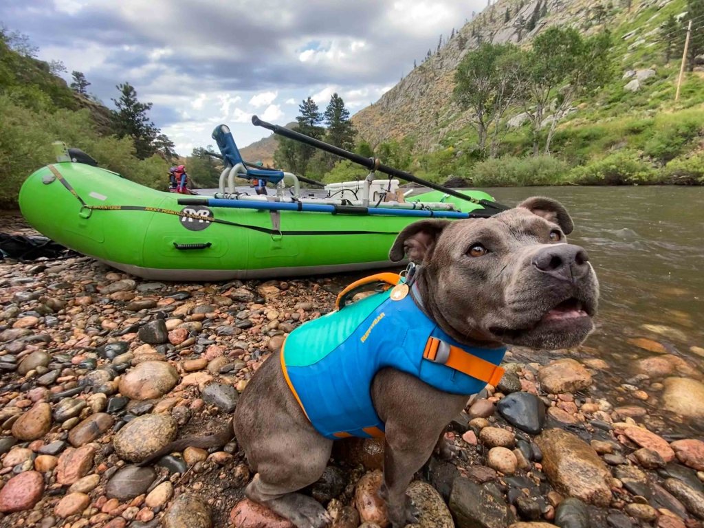 pitbull pfd lifejacket green raft poudre river