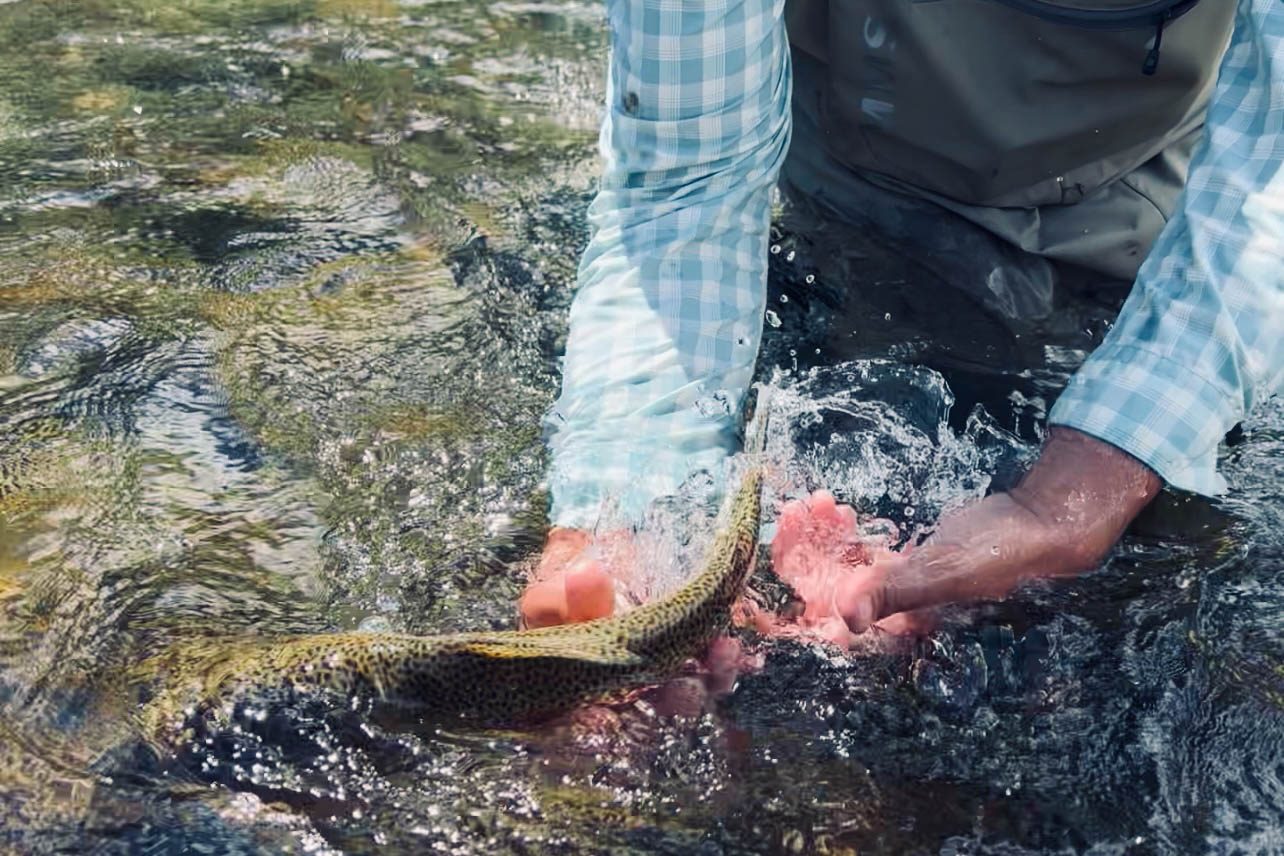 Releasing Rainbow Trout East River Fly Fishing