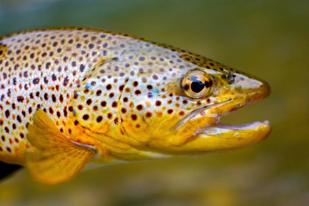 large brown trout face gold yellow colors