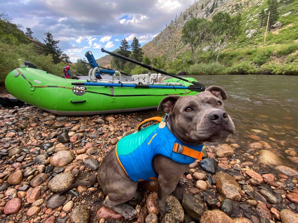 Pitbull dog in Ruffware Float Coat Life Jacket with green RMR Raft Poudre River