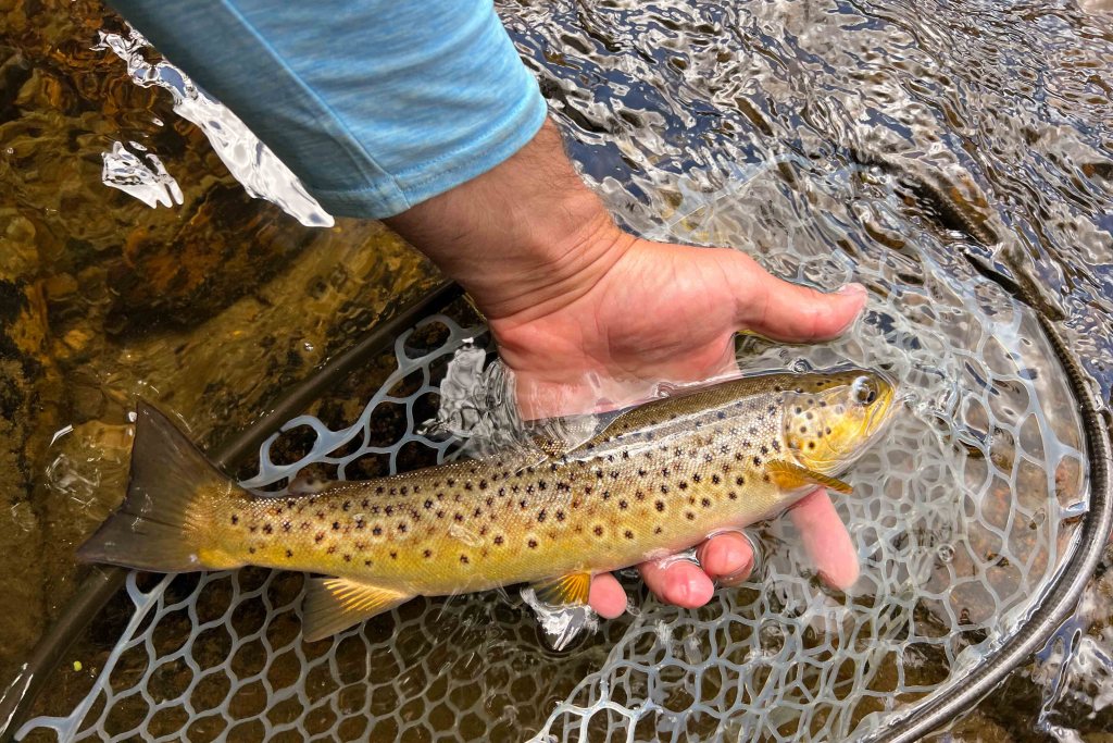Brown trout in hand Taylor River Colorado