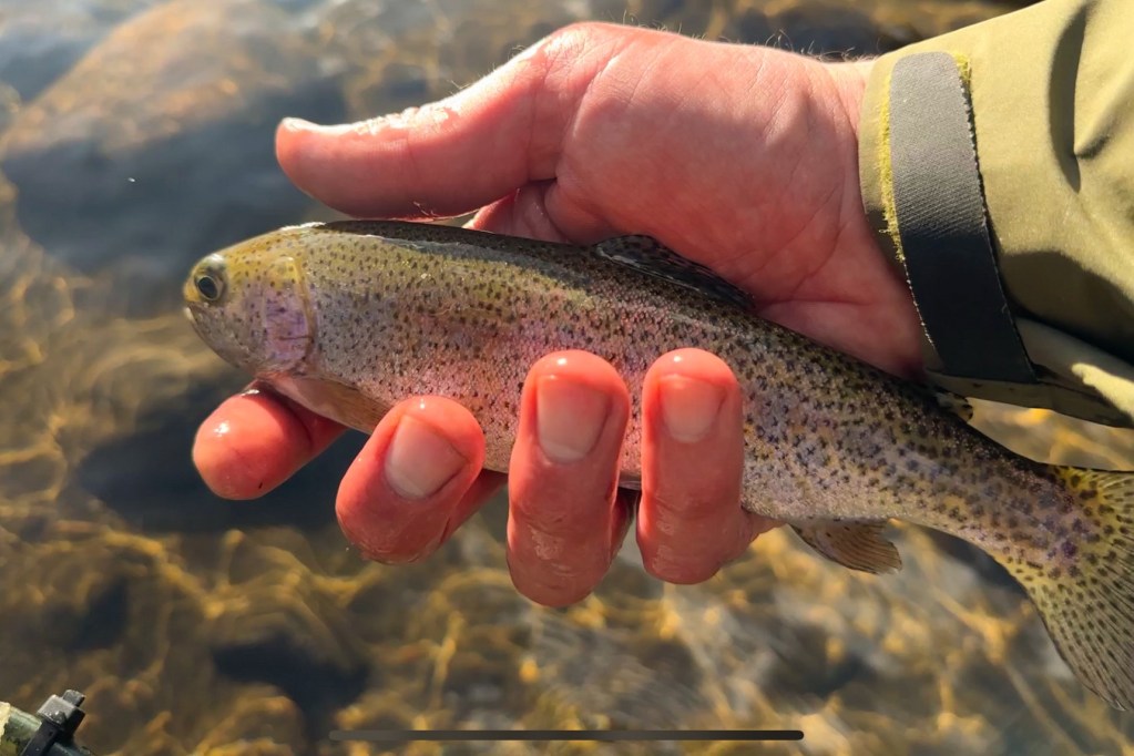 Poudre River Small Rainbow Trout