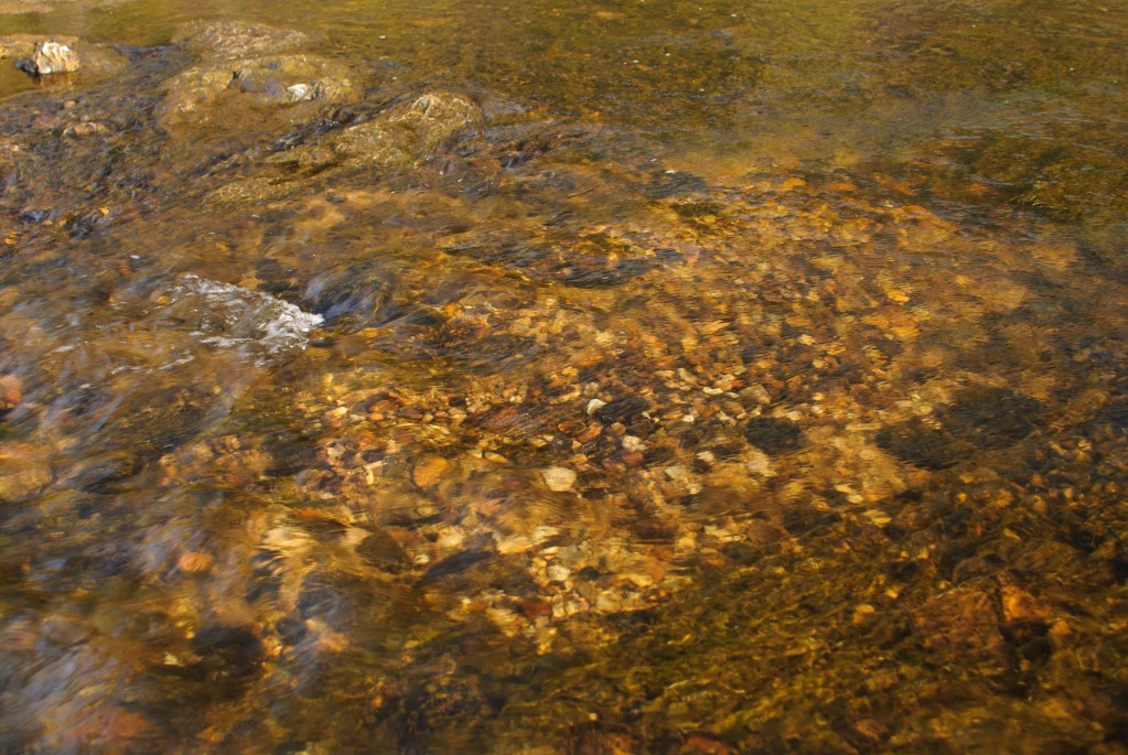 A trout redd where the fish spawn.