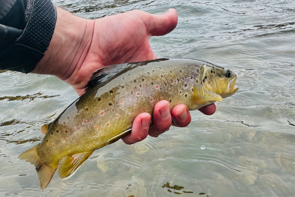 brown trout in hand from East River in Crested Butte