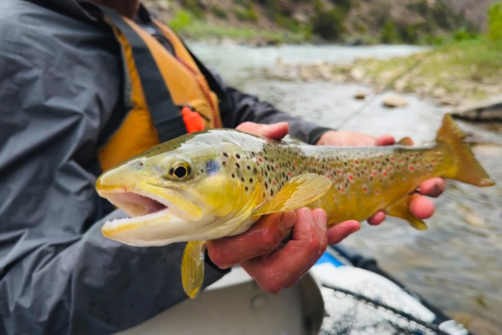 brown trout from Gunnison Gorge